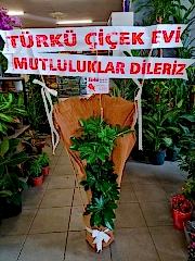 DÜĞÜN ÇİÇEĞİ