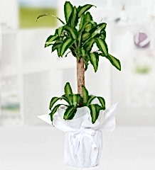 Yucca Mesengena