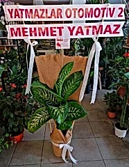 İŞ YERİ TEBRİK ÇİÇEĞİ