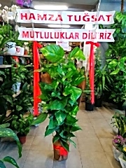 PATOS SARMAŞIĞI (HAYIRLI OLSUN ÇİÇEĞİ)